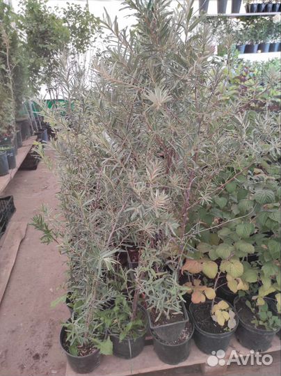 Саженцы районированные