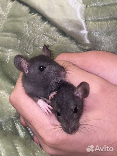 Отдаю бесплатно (декоративные крысы)