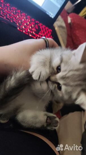 Шотландская кошечка