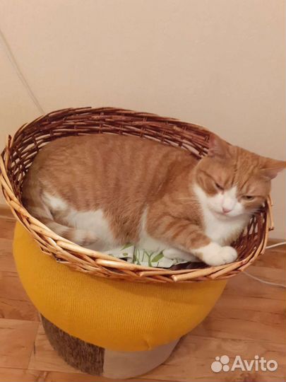 Корзина плетеная. Лежанка для животных