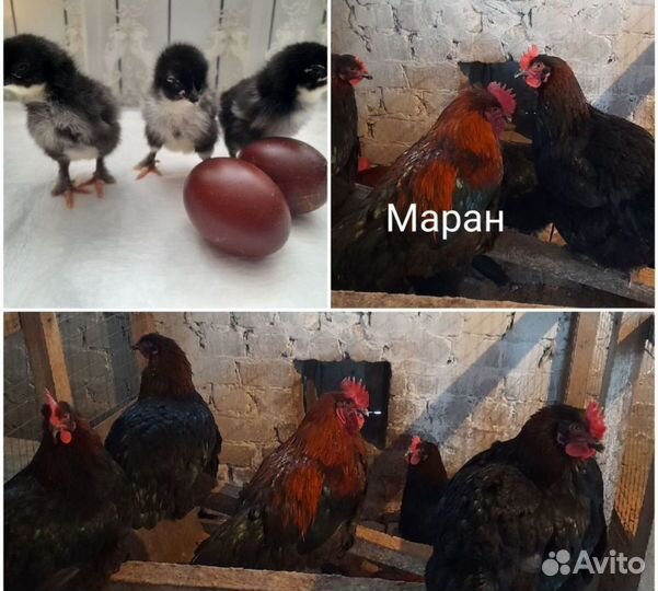 Цыплята суточные