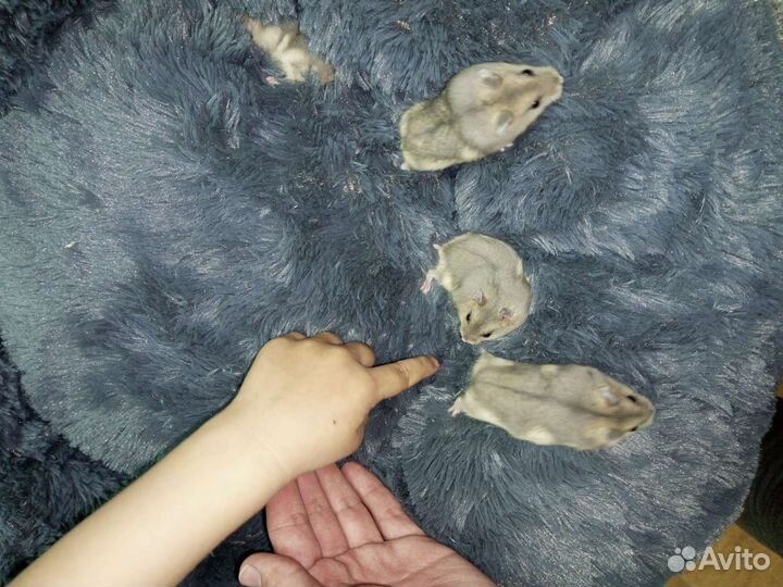 Грызуны