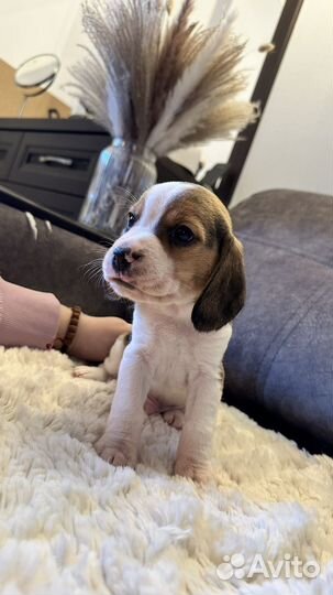 Щенки бигль