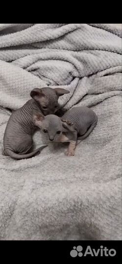 Канадский сфинкс