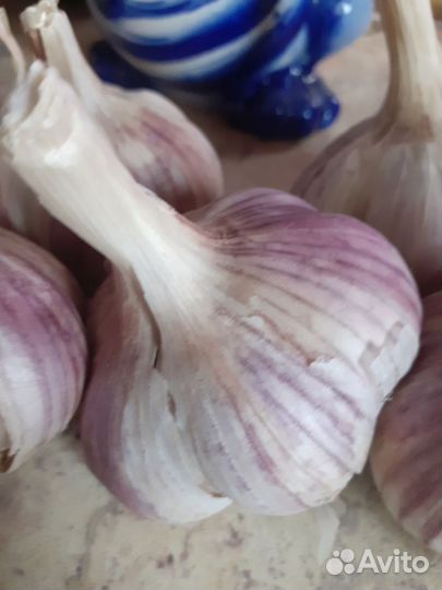 Ампельная Петунья Тайдел,Лобелия плетистая