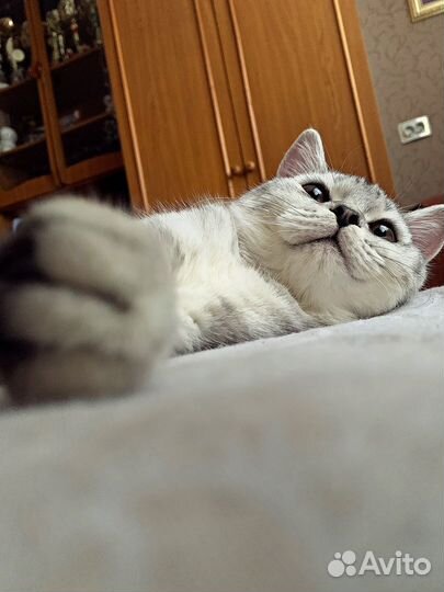 Шотландский кот вязка