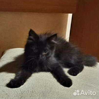 Котенок черный мальчик