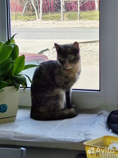 Котенок 5 месяцев