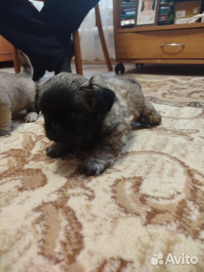 Щенки мопса