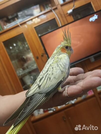 Попугай корелла птенец