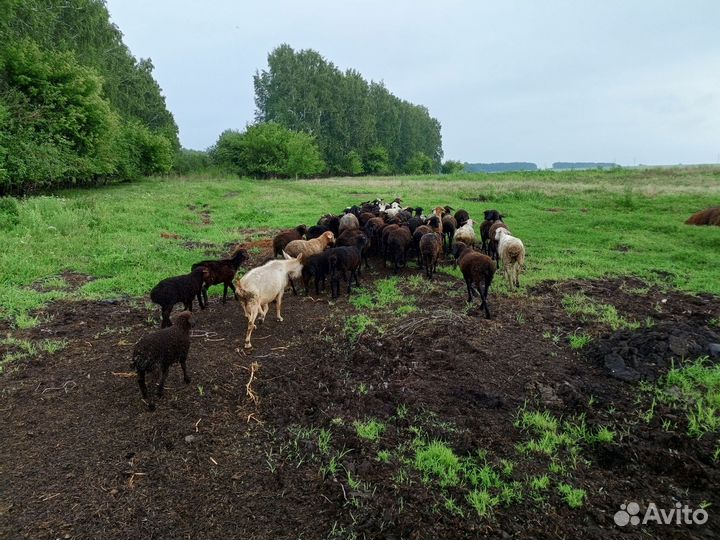 Овцы бараны