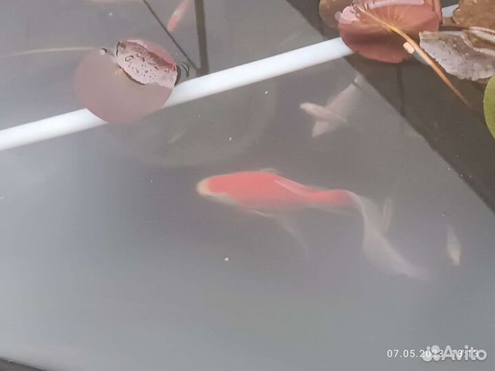 Прудовые рыбки цена от размера цвета