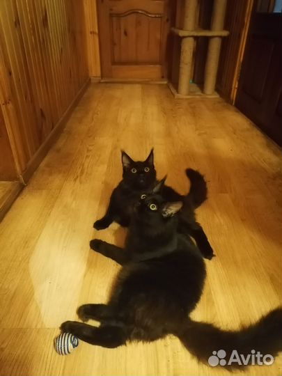 Котята мейн-кун