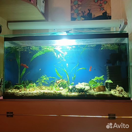 Стеллаж с аквариумами