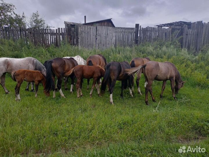 Лошадь