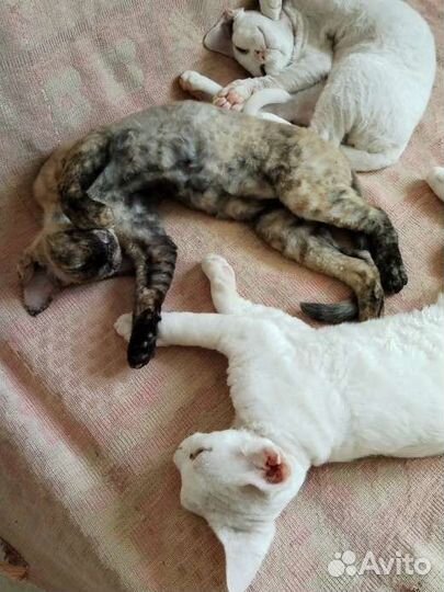 Продаются котята Девон-рекс