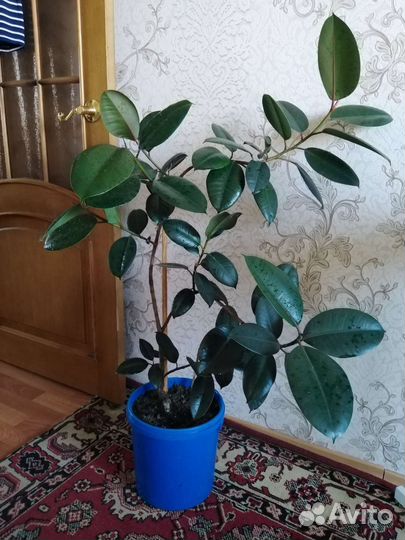 Фикус каучуковый