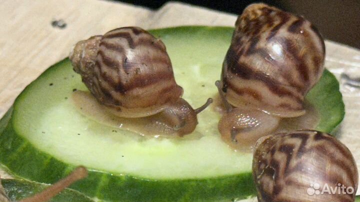 Улитки ахатины