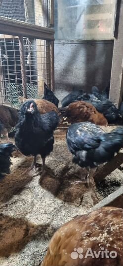 Куры молодки