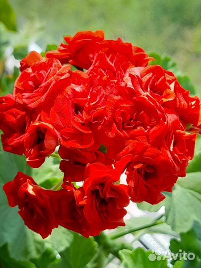 Пеларгония герань