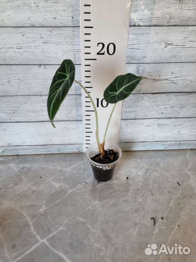 Алоказия, подростки и клубни