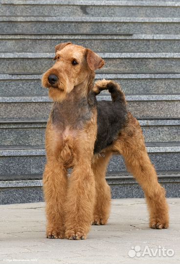 Щенки эрдельтерьера