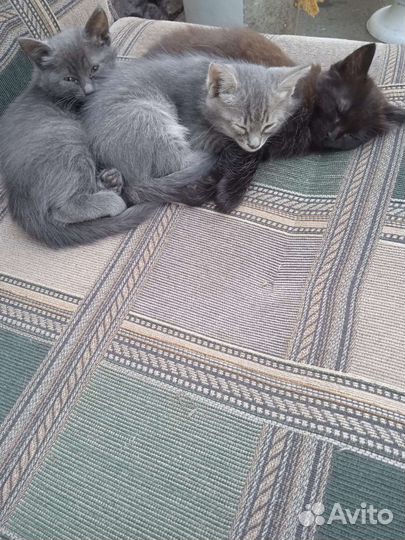 Русская голубая