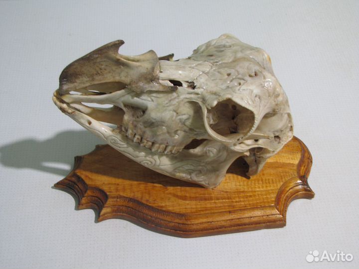 Череп козла