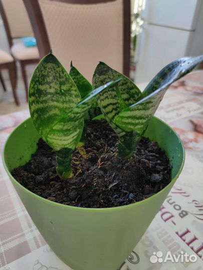Сансевиерия с горшочком три ростка