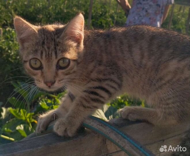 Котята в добрые руки бесплатно коты