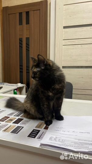 Кошка