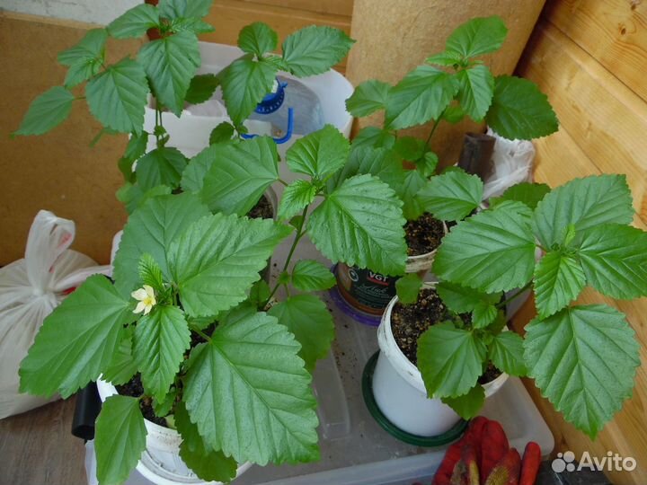 Turnera diffusa / Дамиана / семена