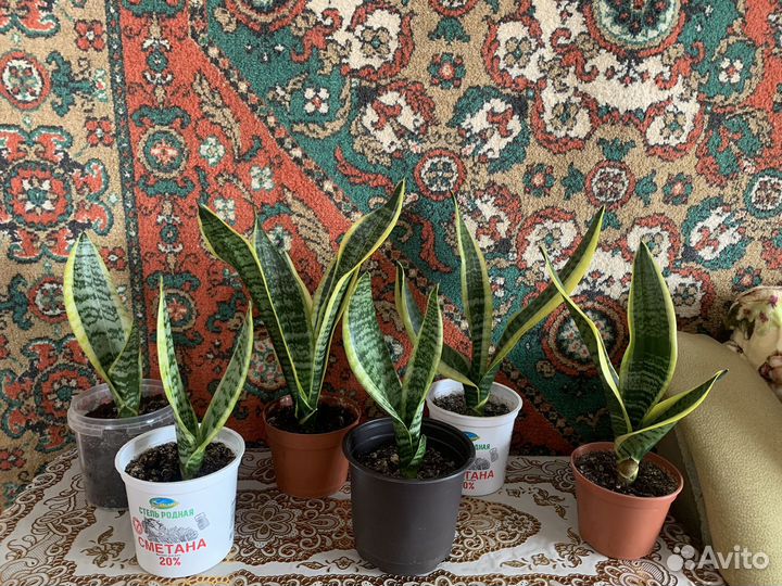 Сансевиерия