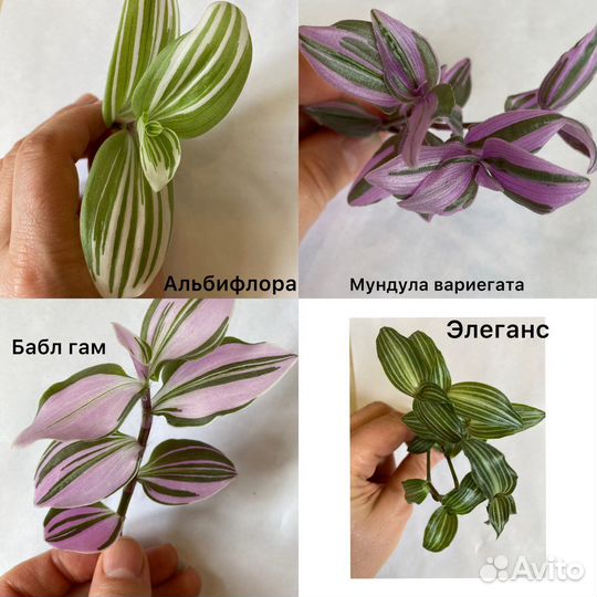 Традесканции разных сортов.Комнатные растения