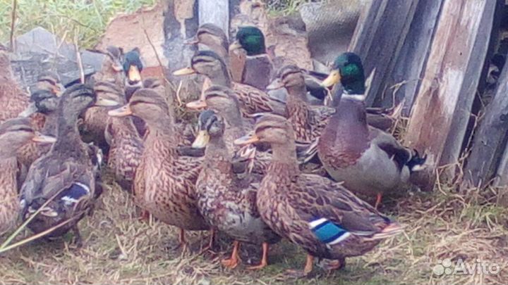 Продам подсадных уток
