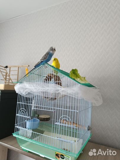 Волнистый попугай с клеткой