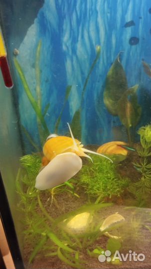 Улитки ампулярии бесплатно