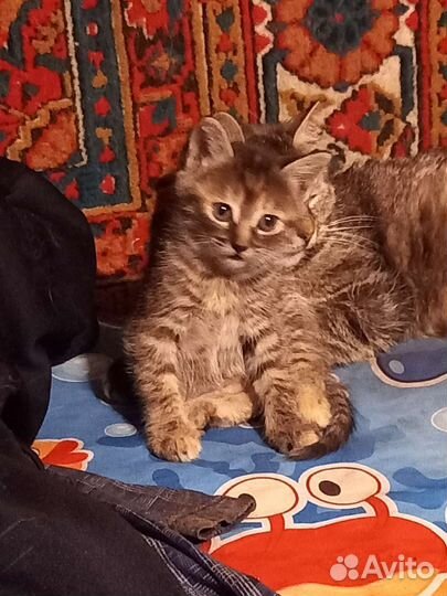Котята