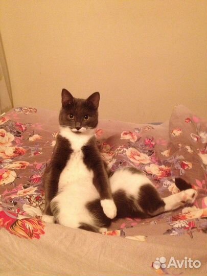 Няня для животных