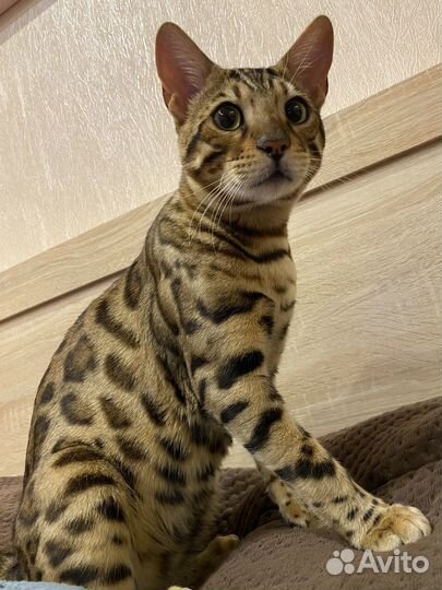 Бенгальская