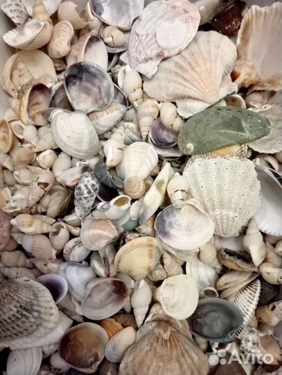 Морские ракушки раковины