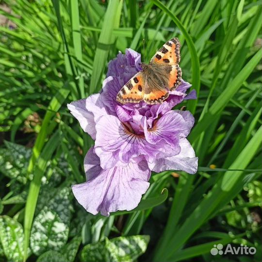 Ирис сибирский