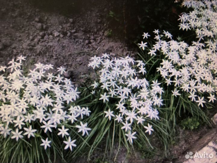 Птицемлечник