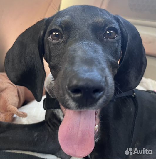 Щенок в добрые руки