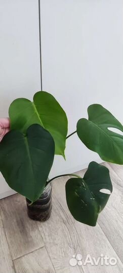 Много растений