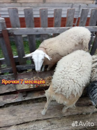 Овцы катумские чистокровные