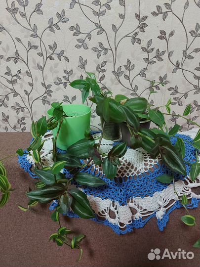 Комнатные растения