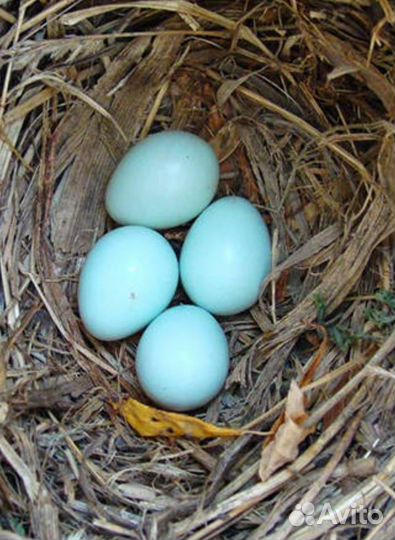 Цыпленок доминант