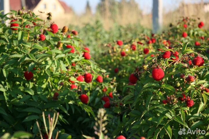 Малина розолистная(тибетская)