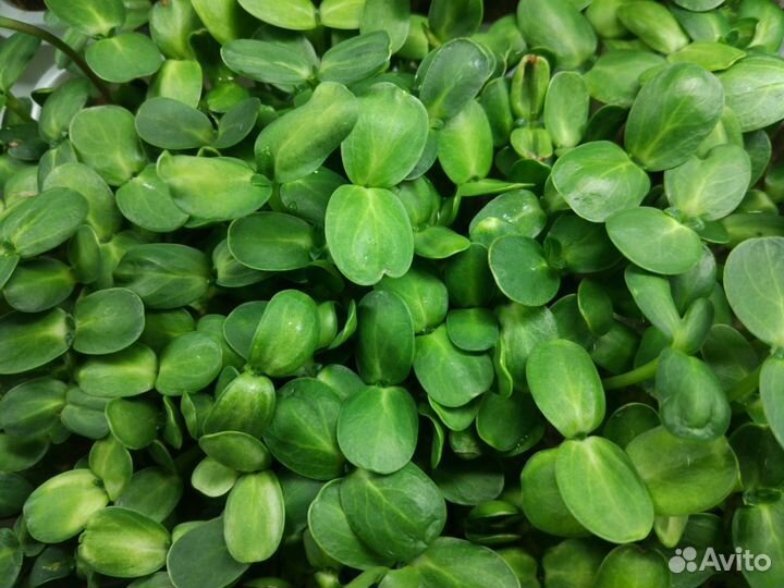 Франшиза от собственника: производство микрозелени